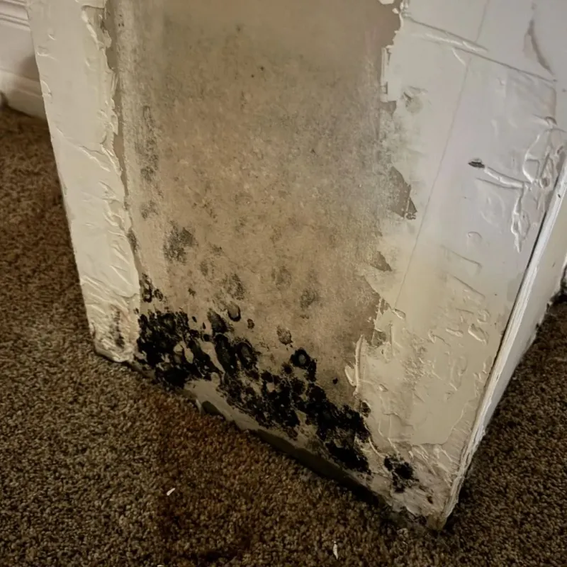 Professional Mold Removal in Williams, OR